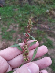 Rumex ucranicus