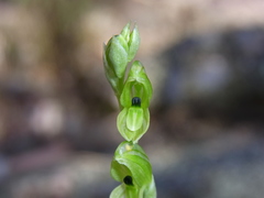 Pterostylis bicolor