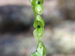 Pterostylis bicolor