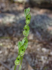 Pterostylis bicolor