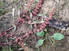 Rumex ucranicus