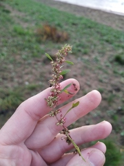 Rumex ucranicus
