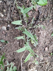 Convolvulus arvensis