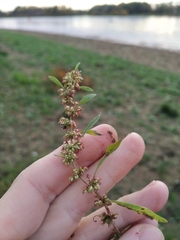 Rumex ucranicus