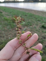 Rumex ucranicus