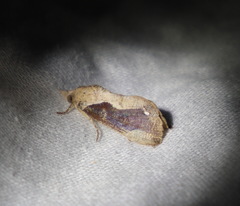 Hypocala guttiventris