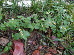 Galinsoga quadriradiata