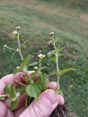 Galinsoga quadriradiata