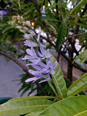 Petrea volubilis