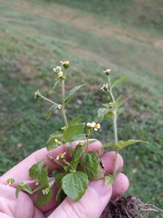 Galinsoga quadriradiata