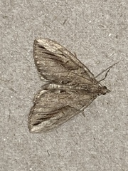 Thera cupressata