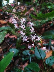 Ainsliaea macroclinidioides