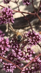 Apis mellifera