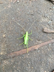 Meconema meridionale