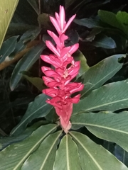 Alpinia purpurata