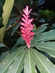 Alpinia purpurata