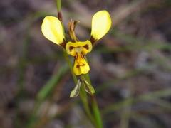 Diuris chrysantha