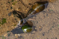 Semisulcospira