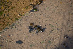Semisulcospira