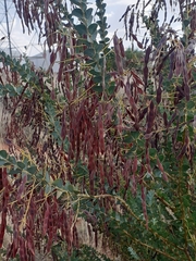 Acacia cultriformis