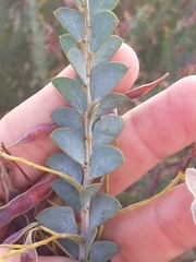 Acacia cultriformis