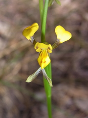 Diuris chrysantha