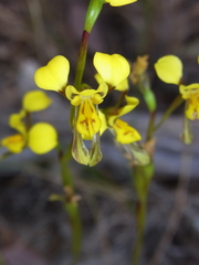 Diuris chrysantha