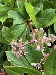 Medinilla formosana
