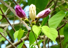 Amphilophium paniculatum