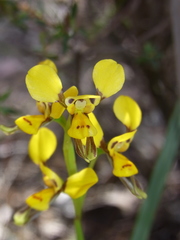 Diuris chrysantha