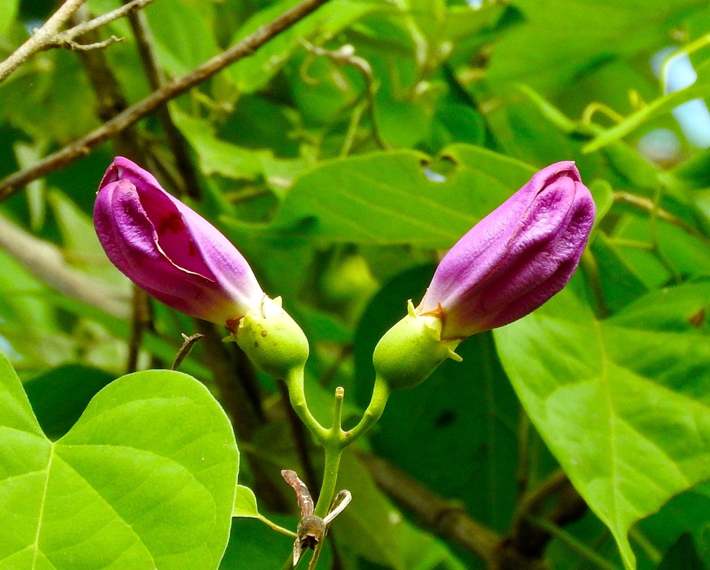 Amphilophium paniculatum