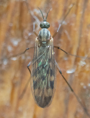 Anisopodidae