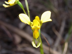 Diuris chrysantha