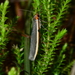 Two-ribbed Footman - Photo (c) Michael Keogh, some rights reserved (CC BY-NC-SA), uploaded by Michael Keogh