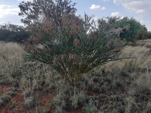 Image of Acacia cultriformis by (c) Brian du Preez, some rights reserved (CC BY-SA)