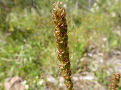 Plantago varia