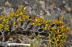 Coprosma fowerakeri