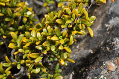 Coprosma fowerakeri