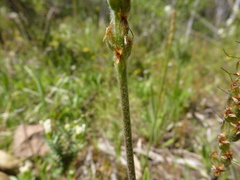 Plantago varia