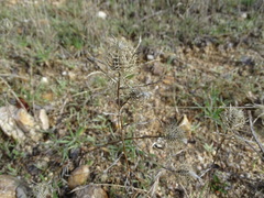 Atractylis cancellata