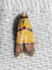 Heteroteucha distephana
