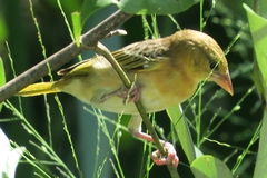 Ploceus jacksoni