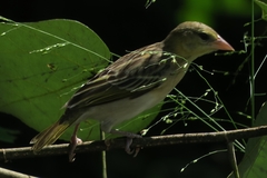 Ploceus jacksoni