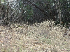 Atractylis cancellata