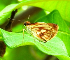 Vettius fantasos