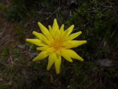 Microseris walteri