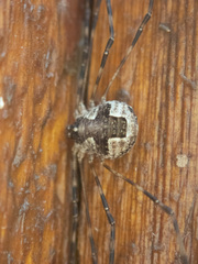 Leptobunus parvulus