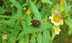 Hotea curculionoides