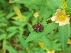 Hotea curculionoides