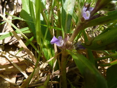 Ajuga australis